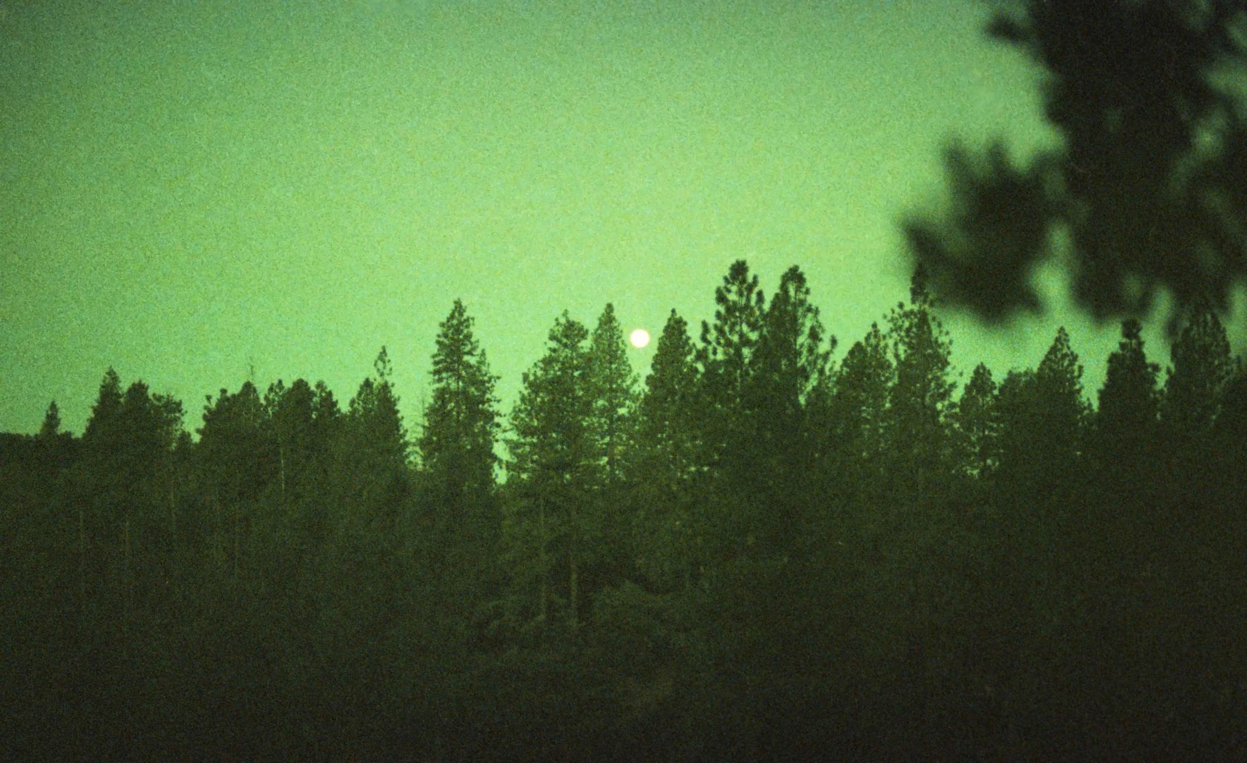 A green hued photo of a luscious forest with a moon peeking through. OCD therapy in Boston, MA is here to support you with overthinking, self-doubt & trust. Learn more here.