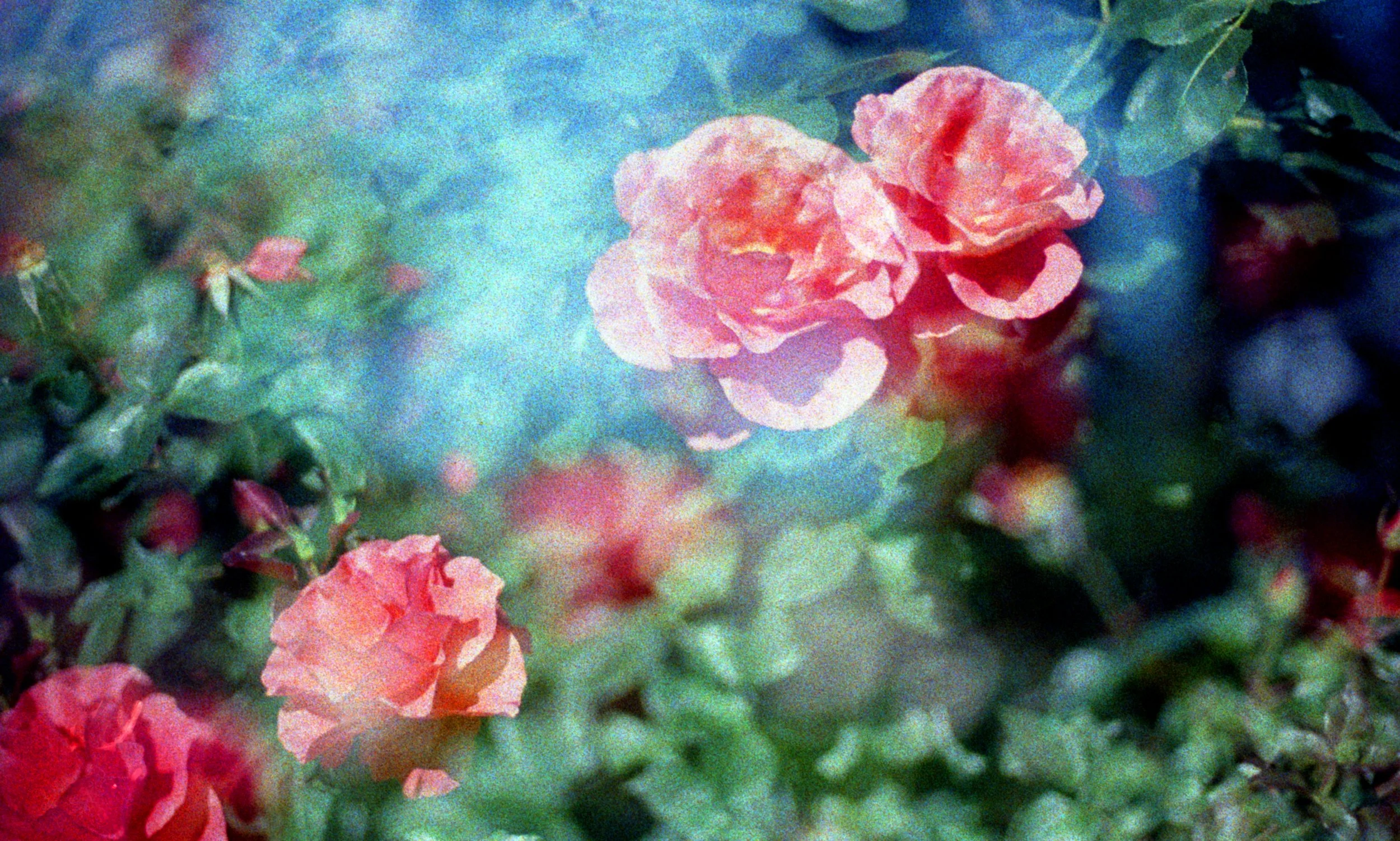 Beautiful pink flowers. Jen Lescher LCSW offers OCD therapy in San Diego, CA online & in-person. Learn more about ICBT today.