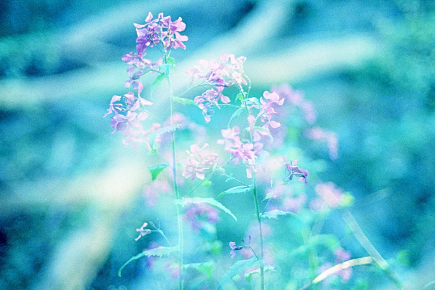 Small purple flowers blooming in greenery. If you struggle with overthinking, an OCD therapist in Boston, MA can help. Reach out today.