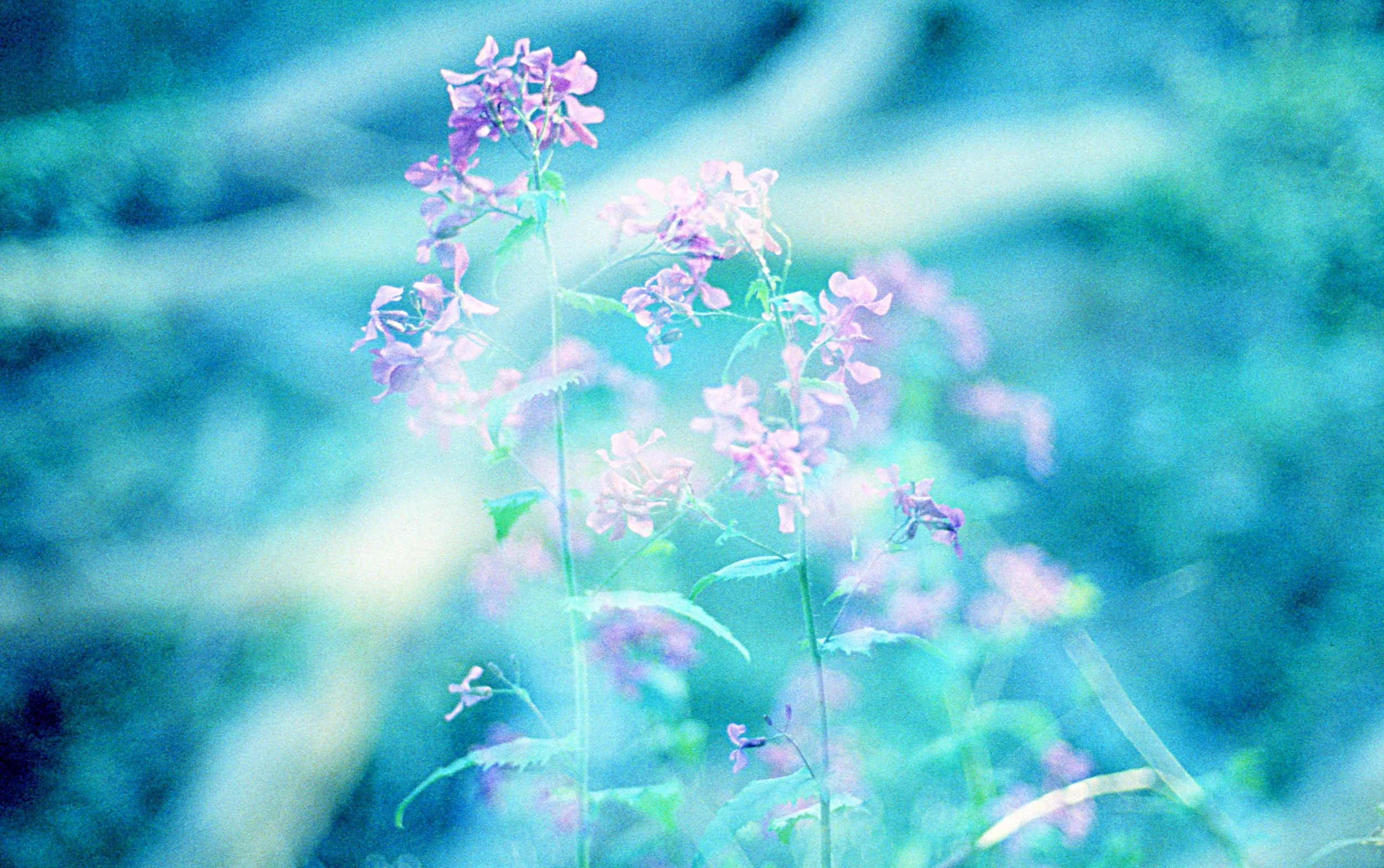 Purple wildflowers near greenery. OCD counseling in Boston, MA can help you learn to trust yourself again. Start working with Jen Lescher today.