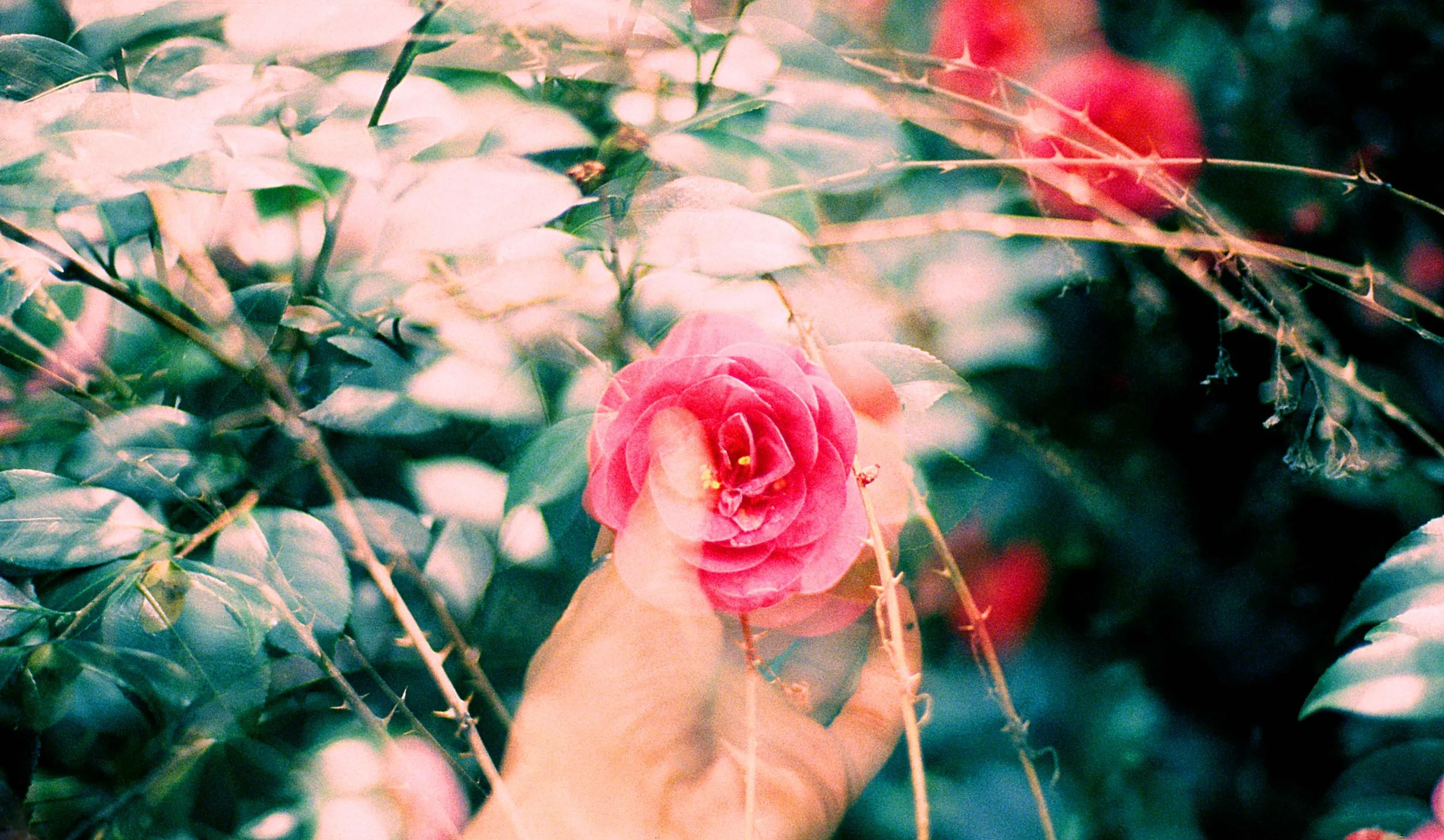 An individual's hand reaching toward a pink rose & thorns. OCD counseling in Boston, MA can help you understand how OCD pulls you away from false narratives. Start learning more here.