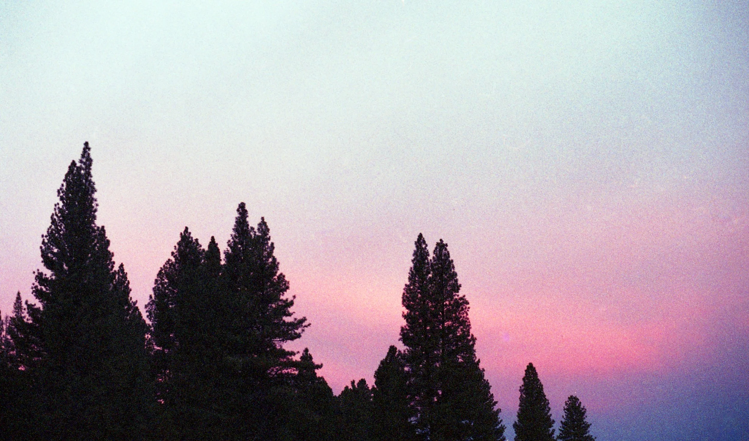 A beautiful sunset of purple & pink with thick silhouettes of pine trees. Discover how OCD counseling in Boston, MA can help you with reducing same around OCD & your thoughts. Reach out today for support.