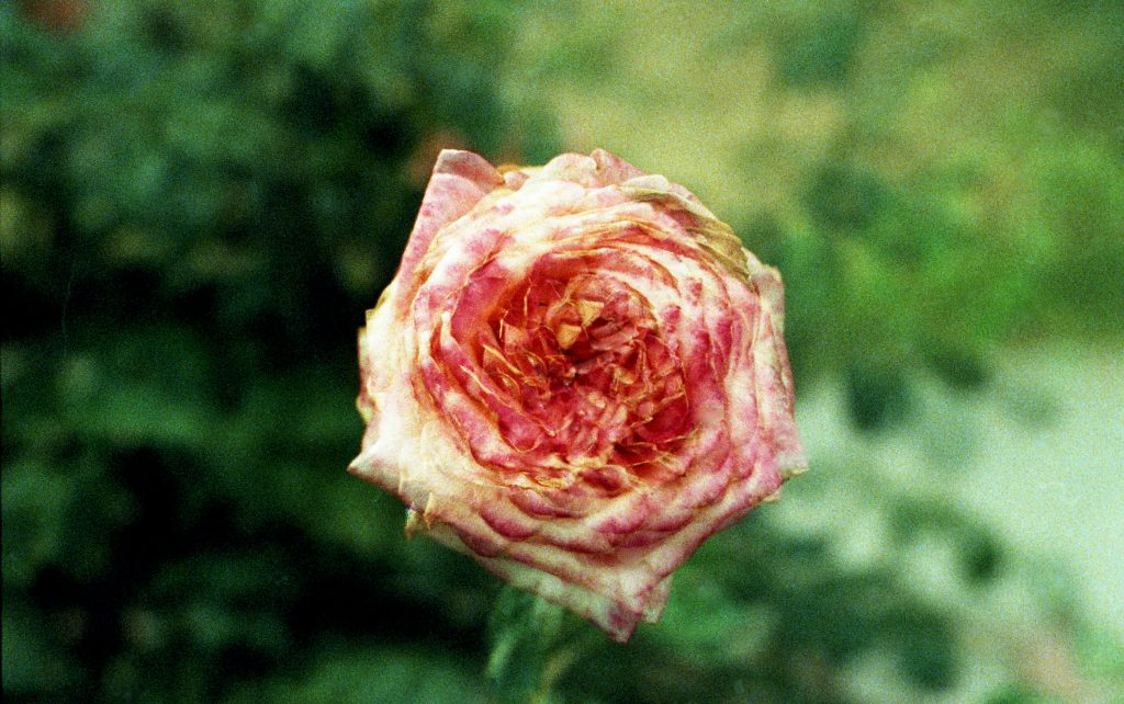 A pink rose with slightly wilted edges. Jen Lescher LCSW offers ERP, ICBT, and OCD therapy in Boston, MA. Stop overthinking today.